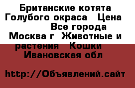 Британские котята Голубого окраса › Цена ­ 8 000 - Все города, Москва г. Животные и растения » Кошки   . Ивановская обл.